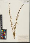 Foto von Salix acmophylla Boiss.